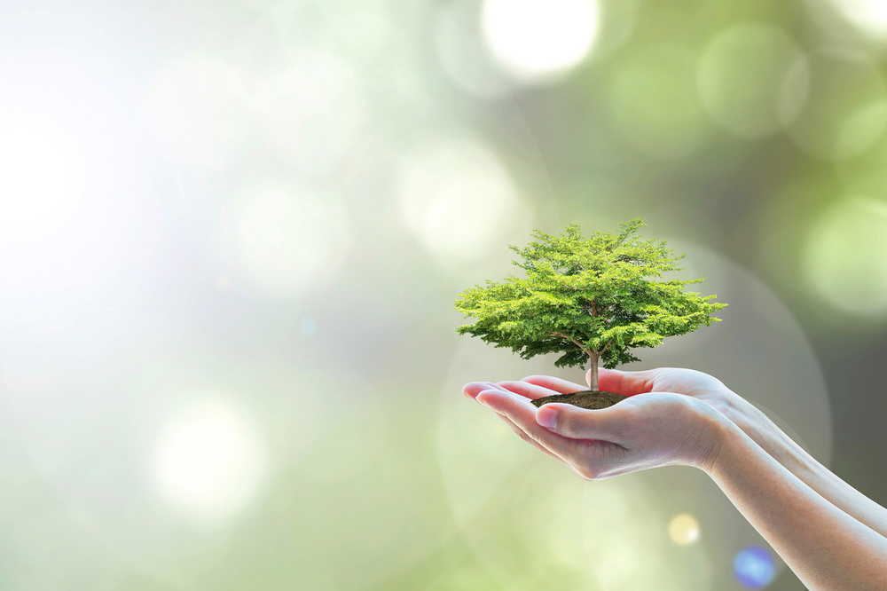 Human hands holding perfect growing tree plant on blur natural background green leaves: Arbor reforestation sustainable bio forest saving environment harmony ecosystems conservation csr esg campaign
